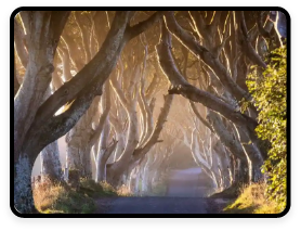 The tree-lined avenue called The Dark Hedges in County Antrim.