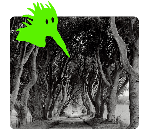 An eerie trail of winding trees and mystery.