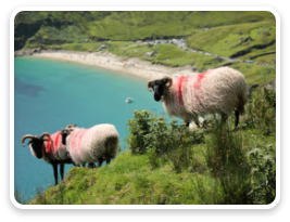 Twee schapen in Keem Bay op Achill Island.