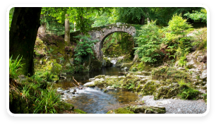 A bridge in Tollymore Forest Park